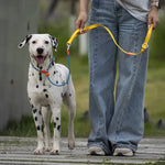Slip Lead Training Dog Leash