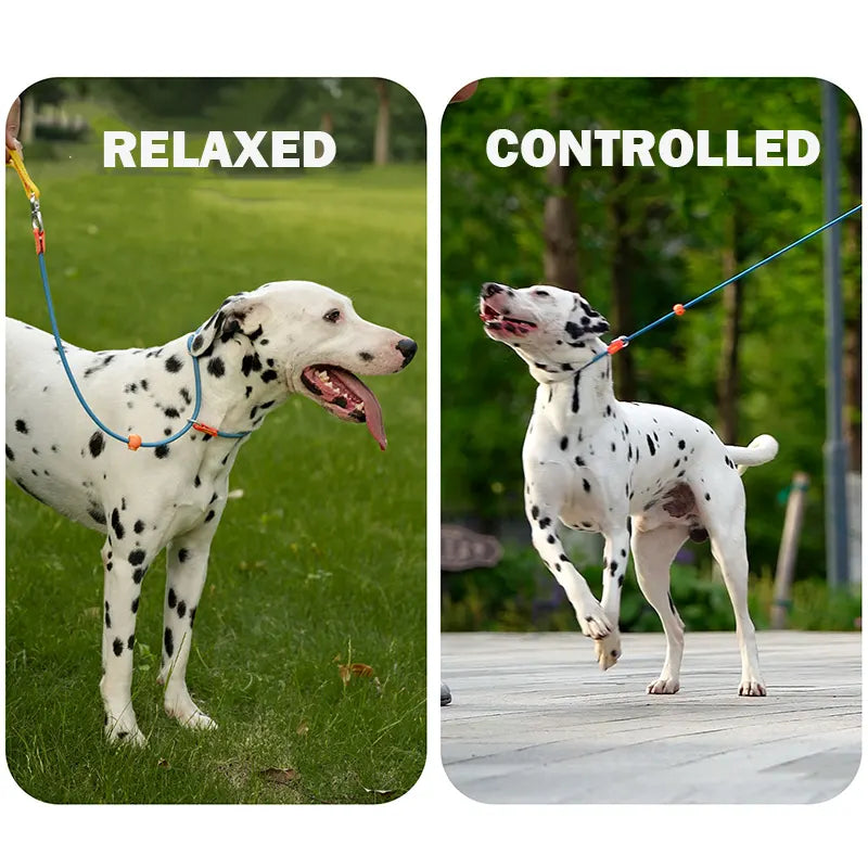Slip Lead Training Dog Leash